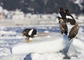 Stellers Sea-eagle, Steller-zeearend, Haliaeetus pelagicus Royalty Free Stock Photo