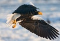 Stellers Sea-eagle, Steller-zeearend, Haliaeetus pelagicus Royalty Free Stock Photo
