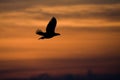 Stellers Sea-eagle, Steller-zeearend, Haliaeetus pelagicus Royalty Free Stock Photo