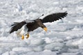 Stellers Sea-eagle, Steller-zeearend, Haliaeetus pelagicus Royalty Free Stock Photo