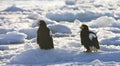 Stellers Sea-eagle, Steller-zeearend, Haliaeetus pelagicus