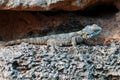 Stellion or agama-gardun is a species of agamidae lizards from the monotypic genus Stellagama