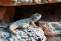 Stellion or agama-gardun is a species of agamidae lizards from the monotypic genus Stellagama