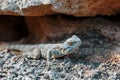 Stellion or agama-gardun is a species of agamidae lizards from the monotypic genus Stellagama