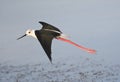 Steltkluut, Black-winged Stilt, Himantopus himantopus Royalty Free Stock Photo