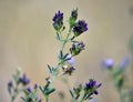 Stem alfalfa crop_3