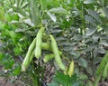 On the stem of the bean Vicia faba ripen pods