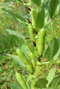 On the stem of the bean Vicia faba ripen pods