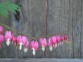 Bleeding Heart Flowers against a Wooden Fence Royalty Free Stock Photo