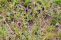 Stem of blooming alfalfa on field on a blurred background