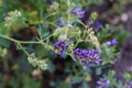 Stem of blooming alfalfa on the field close-up