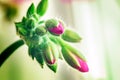 Stem with blooming buds of pink geranium. Delicate flower closeup. The beginning of the life of indoor plants Royalty Free Stock Photo