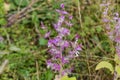 Stem of blooming salvia on a blurred background Royalty Free Stock Photo