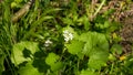 Stem blossoms of wild Alliary