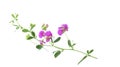 Stem with bright pink flowers isolated on white background Royalty Free Stock Photo