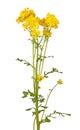 Stem with bright yellow flowers of cressleaf groundsel isolated