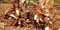 Stem of cassava plants