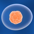 Stem cell