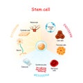 Stem cell Royalty Free Stock Photo