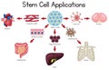 Stem Cell Applications diagram