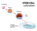 Stem cell cultivation Royalty Free Stock Photo