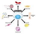Stem Cell Diagram showing how it can convert to blood bone epithelial fat immune muscle nervous and sex cells