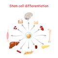 Stem cell differentiation Royalty Free Stock Photo