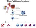 Stem Cell Haematopoiesis Diagram Royalty Free Stock Photo