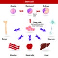 Stem cells