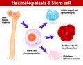 Stem cells & Hematopoiesis