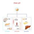 Stem cells, and human organs on a white background Royalty Free Stock Photo