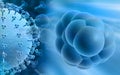 Stem cells and influenza virus