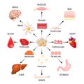 Stem cells. Regenerative medicine