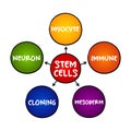 Stem cells - special human cells that are able to develop into many different cell types, medical mind map concept for