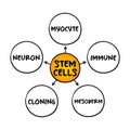 Stem cells - special human cells that are able to develop into many different cell types, medical mind map concept for