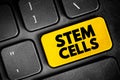 Stem Cells - special human cells that are able to develop into many different cell types, text button on keyboard, concept Royalty Free Stock Photo