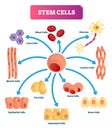 Stem cells vector illustration. Medical labeled diagram with all kind cells Royalty Free Stock Photo