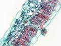 Stem of Cotton Inner side 100x magnification