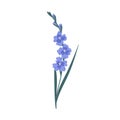 Stem with delicate blue blossomed gladiolus flowers isolated on white background. Botanical floral element. Colorful