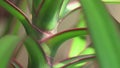 stem of dracaena domestic plant. close up footage