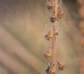 The stem of a dry plant is braided with a thin cobweb, macro photo of nature