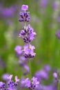 Stem of English lavender with buds and flowers