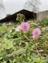 Mimosa pudica flower in a meadow grassland in West Bengal India