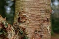 Stem of Erman's birch Betula ermanii.. Royalty Free Stock Photo