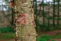 Stem of Erman's birch Betula ermanii..