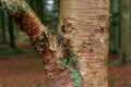 Stem of Erman's birch Betula ermanii..