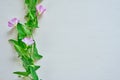 A stem of field bindweed with three delicate flowers on a white textured background Royalty Free Stock Photo