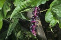 Purple berries on stem