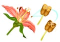 Stem Flower cross section anatomy of plant. Sexual Reproduction In Flowering Plants. Structure Stamen and Royalty Free Stock Photo