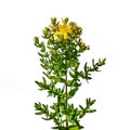 Stem of flowering common Saint John`s wort plant with yellow flowers close-up, isolated on white background. Hypericum perforatum Royalty Free Stock Photo